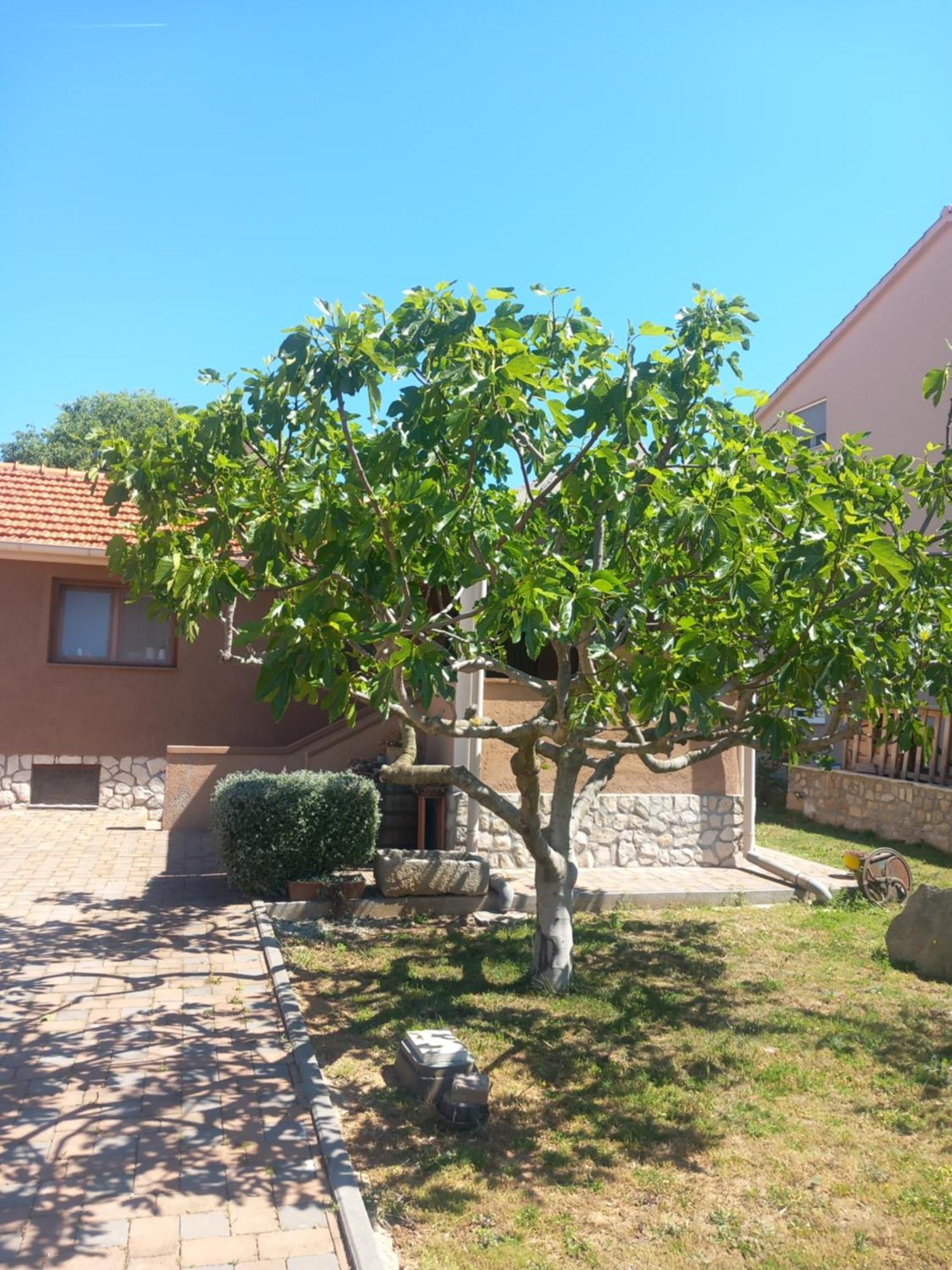 Apartmani Goga Biograd Na Moru Eksteriør bilde